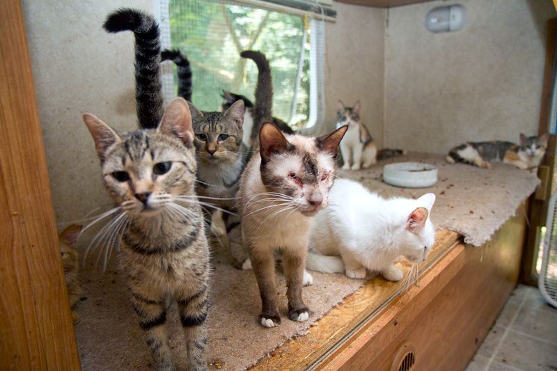 A group of sickly looking cats in hoarding situation