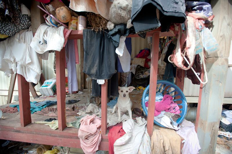 a dog surrounded by clothes and clutter