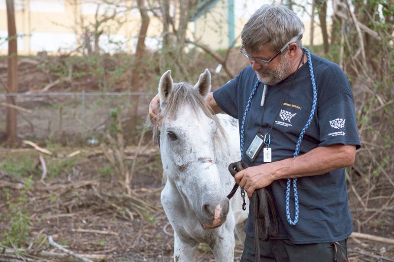 A man comforts a horse