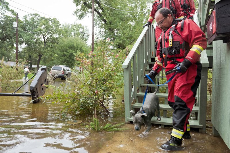 men help a dog descend steps into a flooded yard