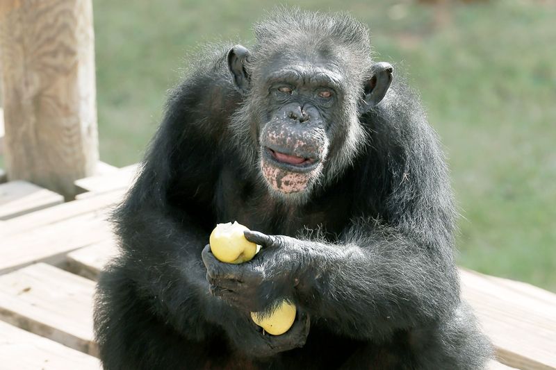 a chimpanzee eating an apple