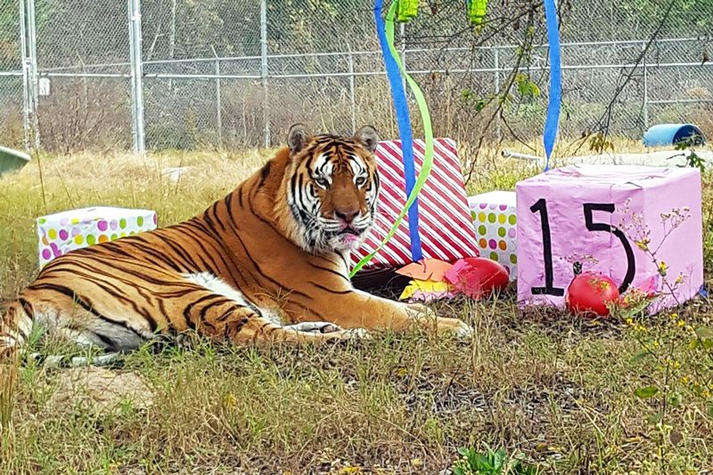 a tiger surrounded by presents