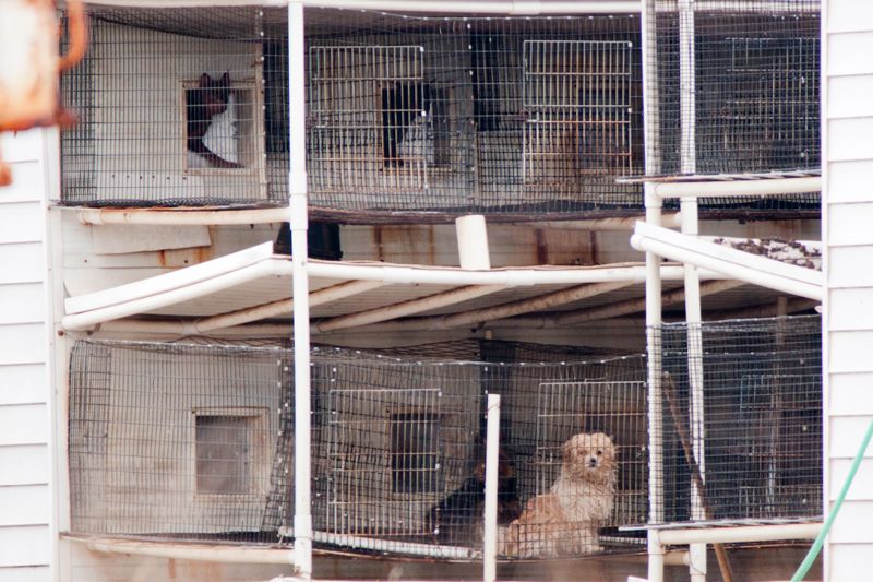 rows of dogs in filthy unstable cages