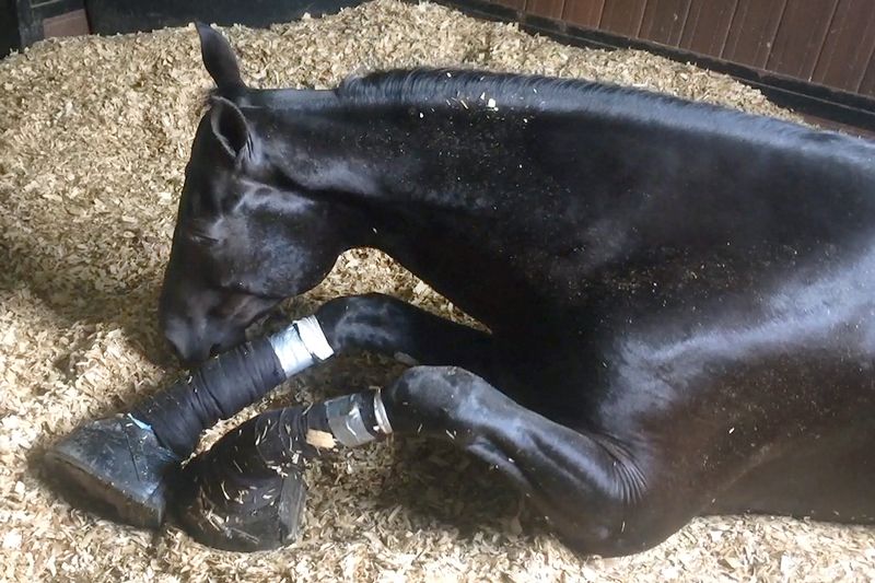 a horse with bandages on its legs and hooves