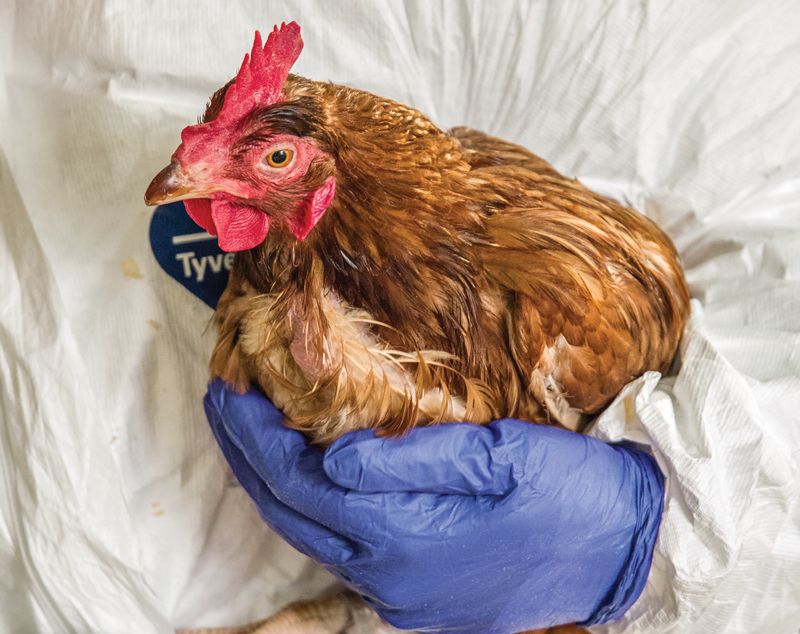 a person cradles a hen
