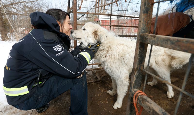 A woman nuzzles a large dog during a puppy mill rescue