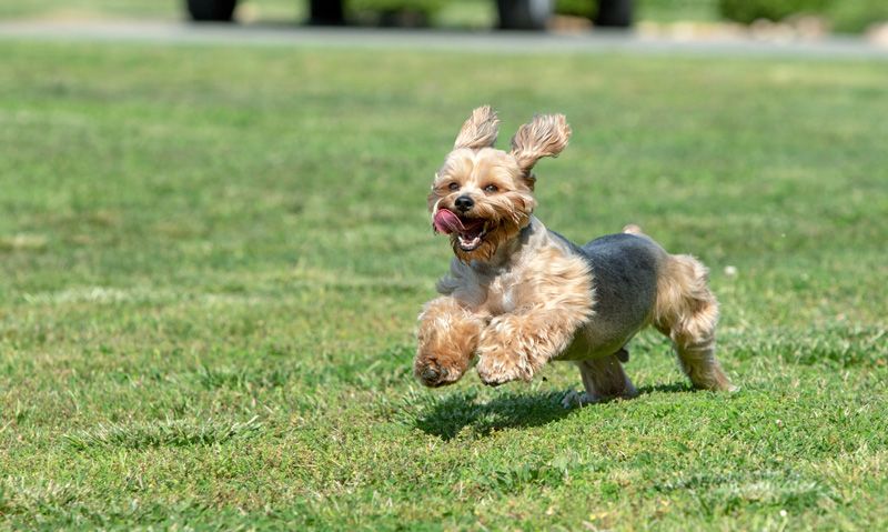 A happy dog running on grass