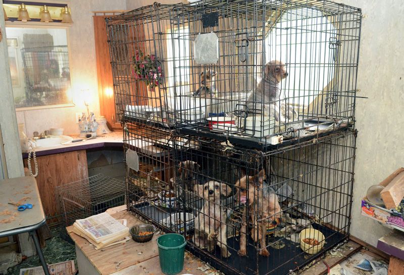 dogs in stacked crates inside a filthy house