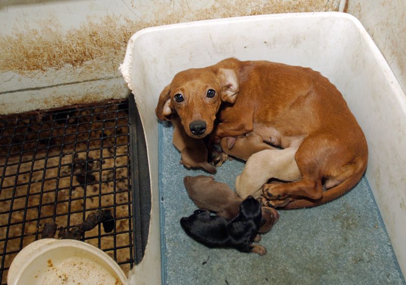 a mother dog with her puppies inside a dirty enclosure