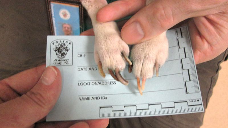 Overgrown dog's nails are displayed as evidence in a hoarding case