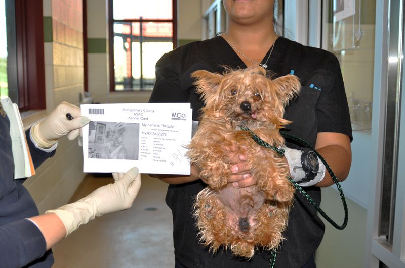An unkempt dog is held up for evidence in a hoarding case