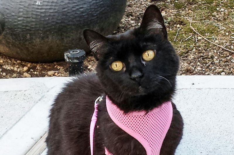 a senior black cat in a harness