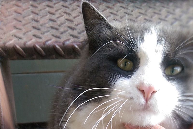 close up of a grey and white cat