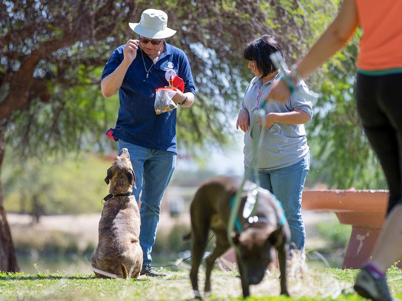 Trainees and shelter dogs embark on a group walk