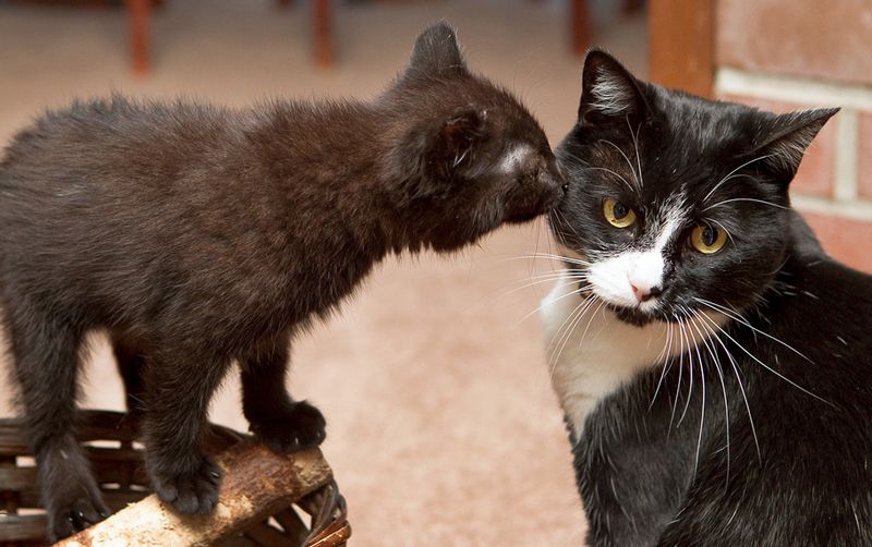 a kitten sniffs an adult cat