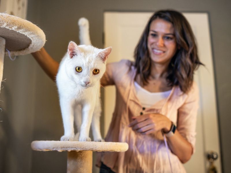 a woman watches her foster cat explore a cat tree