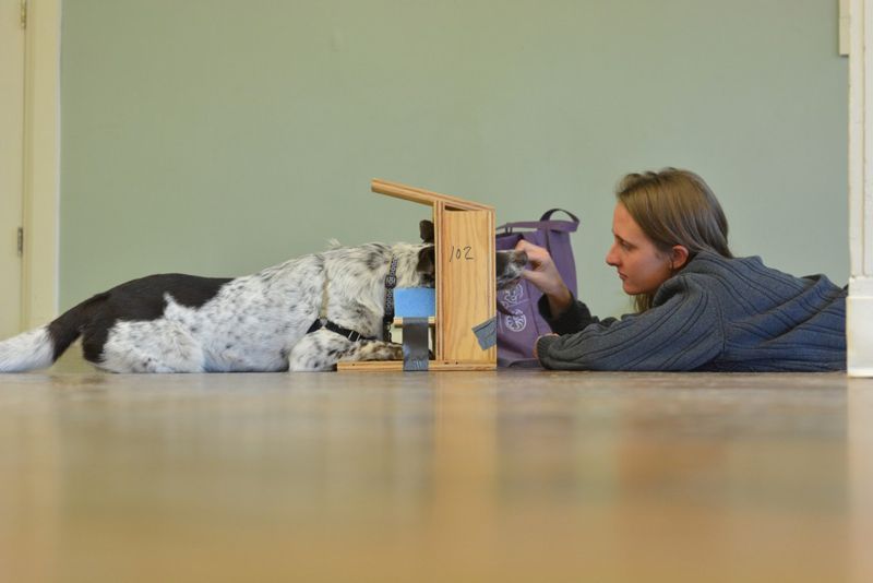 a woman feeds a treat to a dog with its head in a mockup MRI