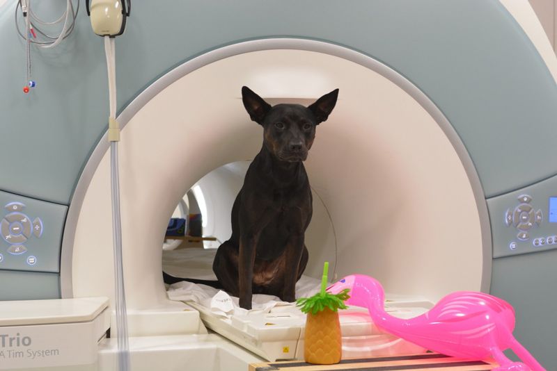 a dog sits outside of an MRI machine