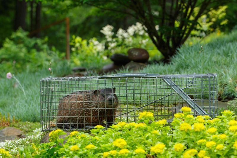 a groundhog in a humane trap