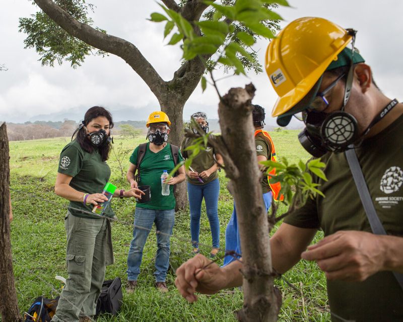 People wearing safety equipment leaving food for animals near a post