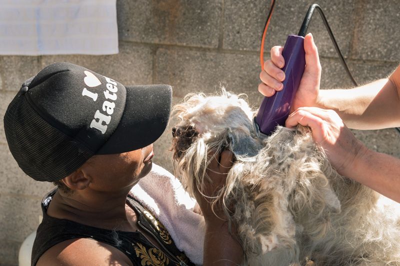 A matted shih tzu gets groomed by a vet tech
