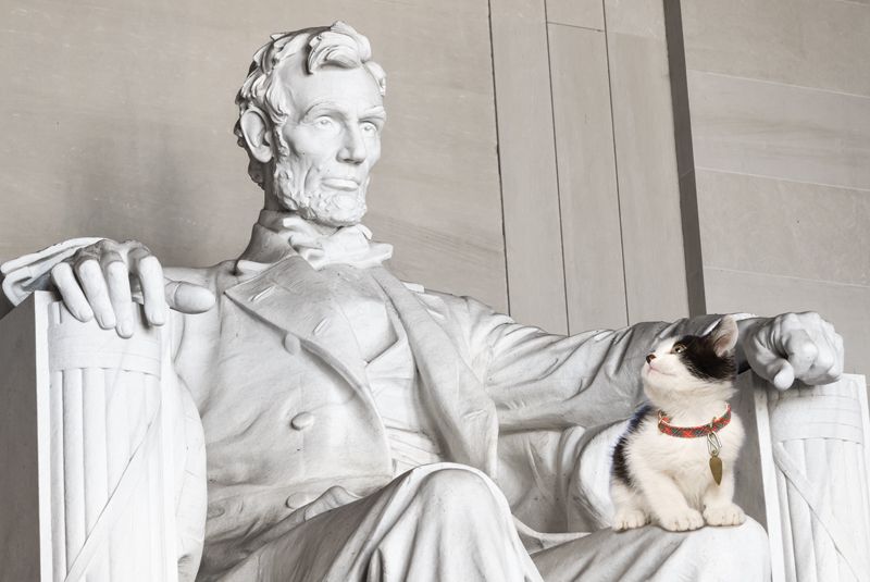 a kitten sitting on the lap of a statue of Abraham Lincoln