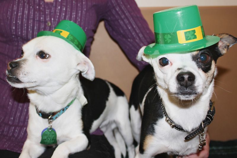 two dogs wearing green hats 