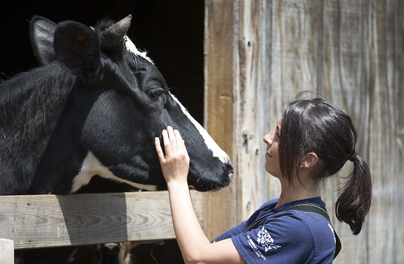 Ashley Mauceri touches a cow during the Humane Society of the United States animal rescue in Pittsboro, N.C.