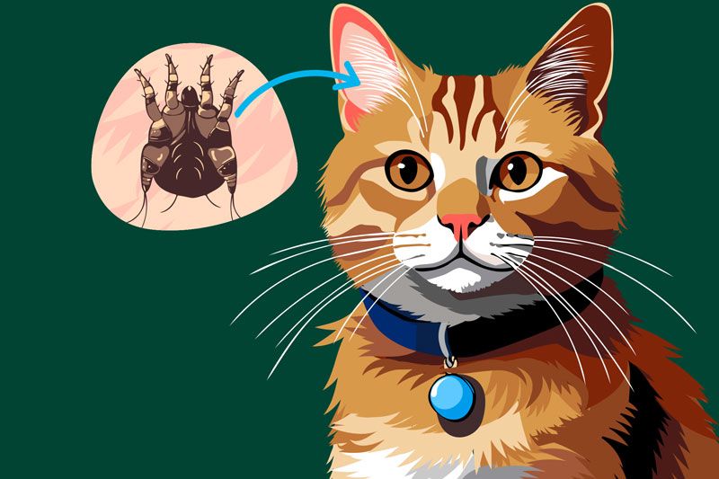 illustration of a cat with a close up image of an ear mite