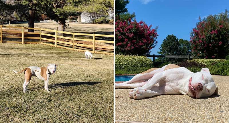 Two different photos showing a fenced yard and pool at a North Potomac, Maryland Sniffspot property