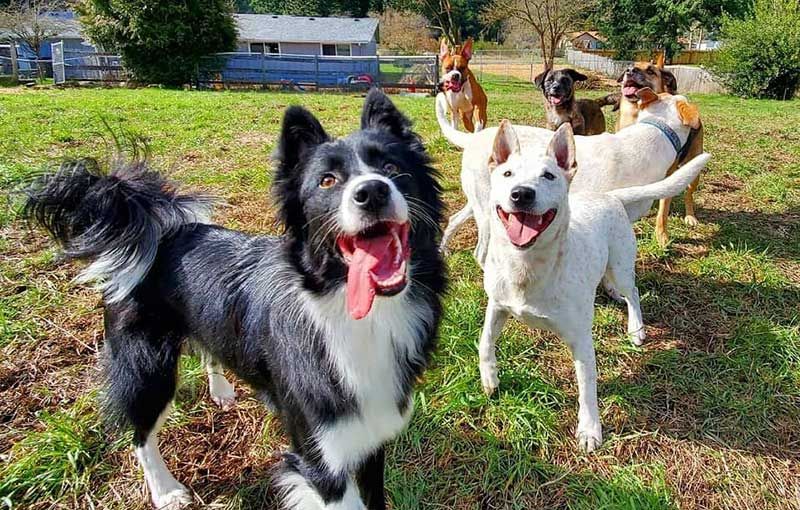 Six dogs playing outdoors at a Sniffspot property