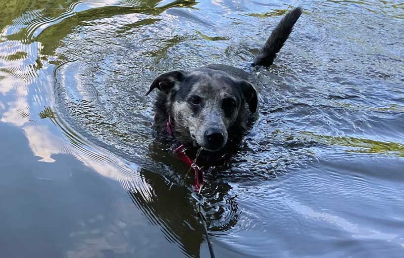 A black dog swimming in a pond.