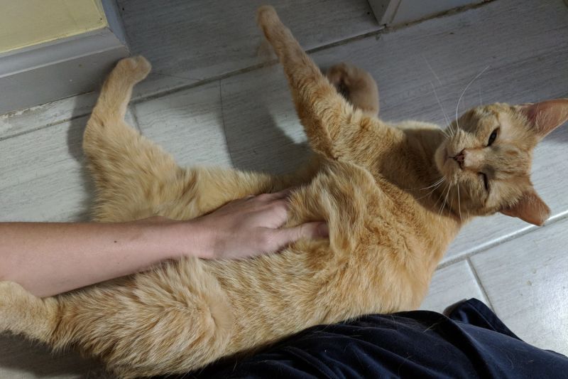 Peaches the cat lying on the floor getting pets.