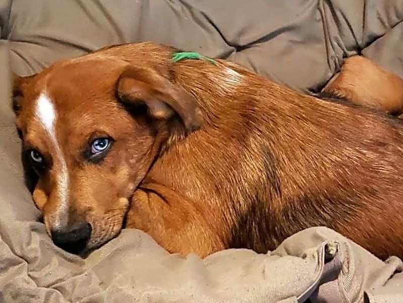 Photo of buddy the dog lying in a comfy spot.