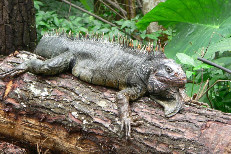 an iguana lying on a log