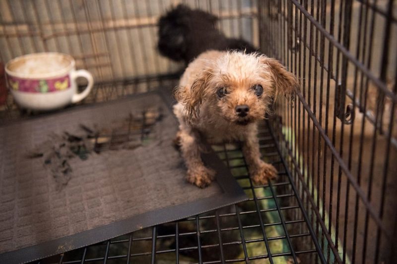a sickly dog inside a dirty cage