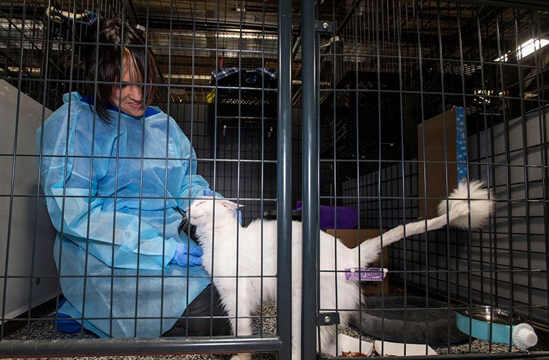 A cat undergoes a vet exams the the care and rehab center.