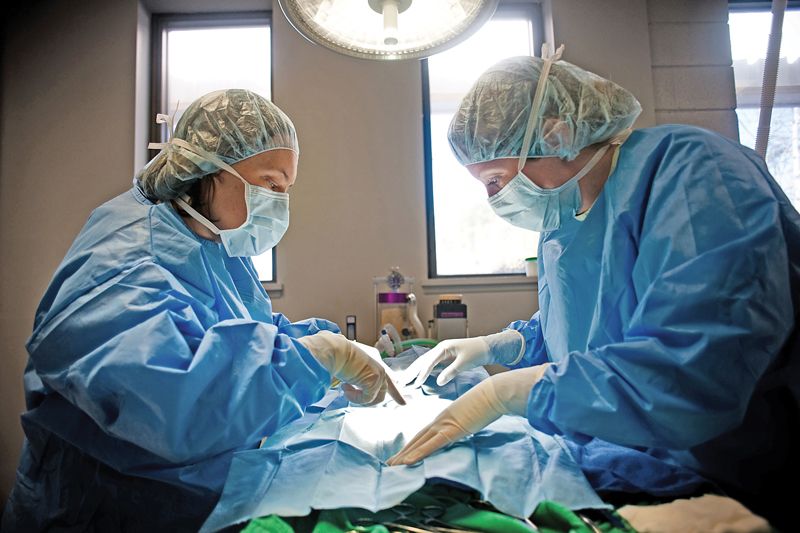 two vets in surgical gear lean over a patient