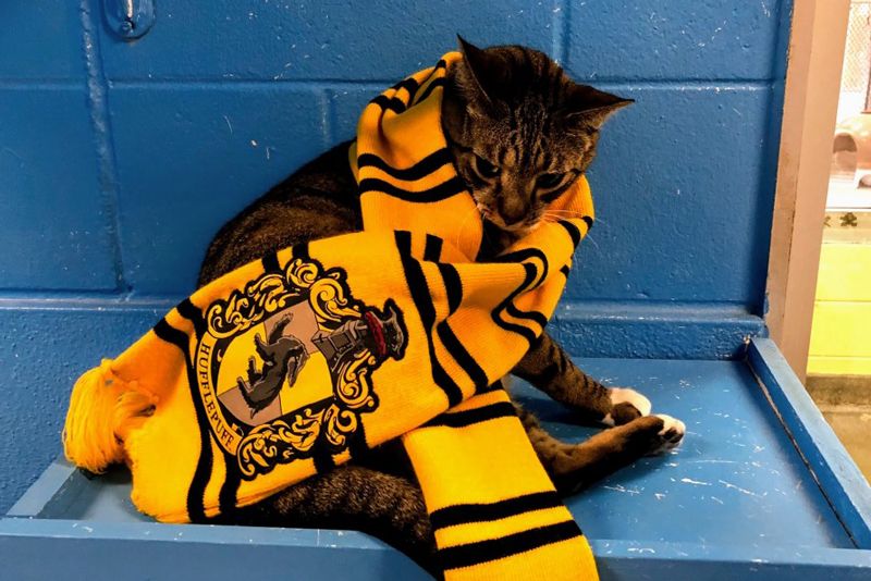 a cat wearing a Hufflepuff scarf