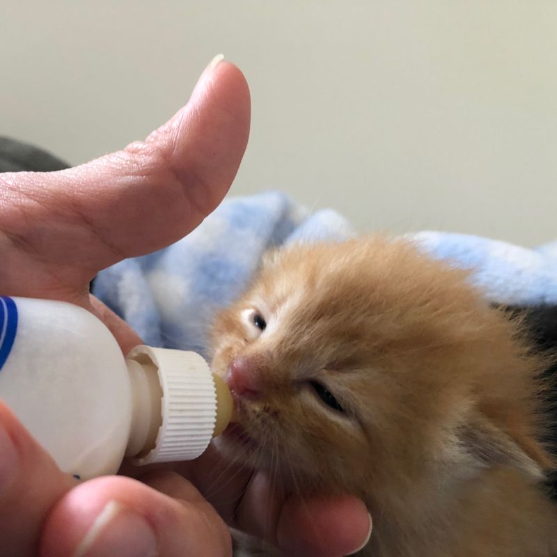 a tiny kitten sucking on a bottle