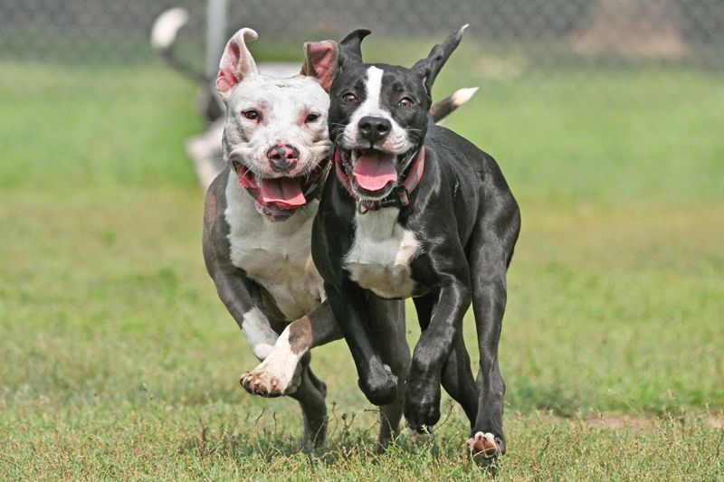 two dogs running together