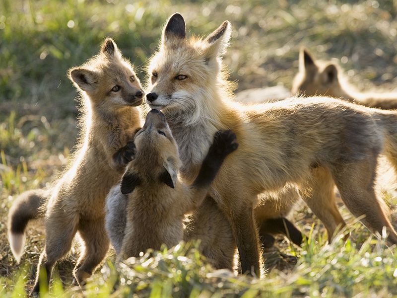 a mother fox surrounded by her kits