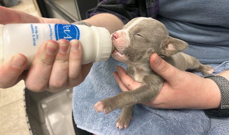 Shelter worker bottle feeding an abandoned puppy.