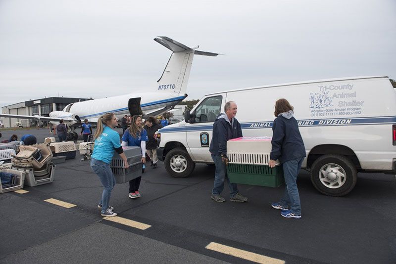 Transported animals on the runway