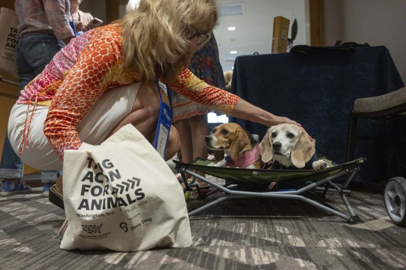 Attendee petting beagles