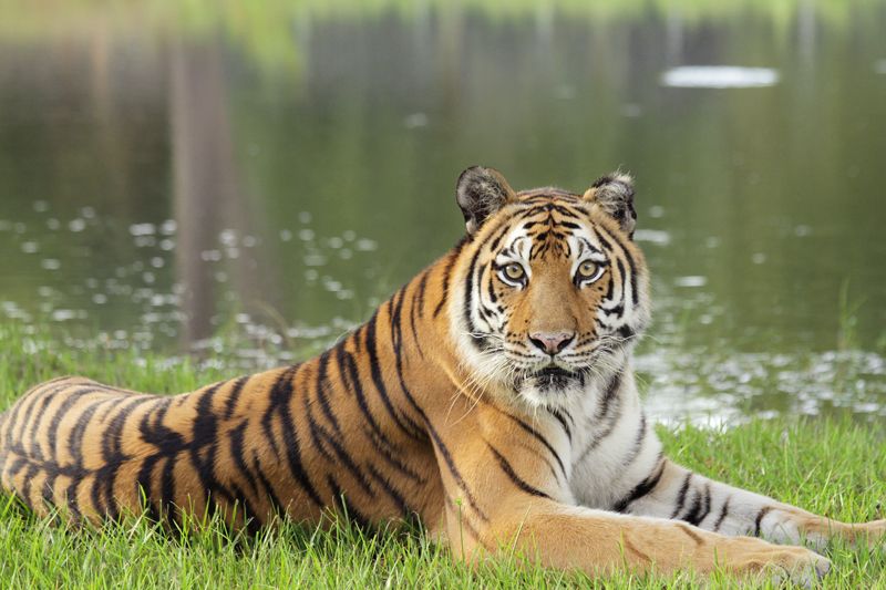 a tiger sitting at the edge of a body of water