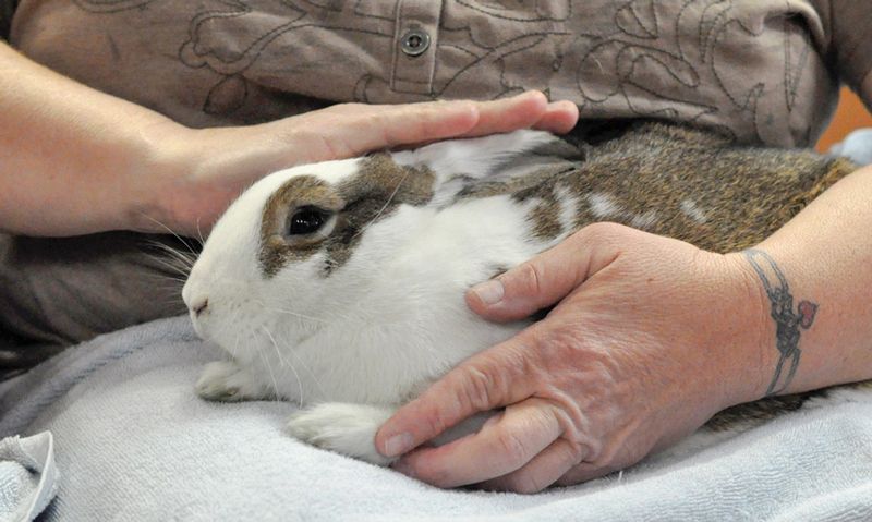 a woman cradles a rabbit on her lap