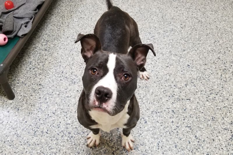 a black and white dog looking up at the camera