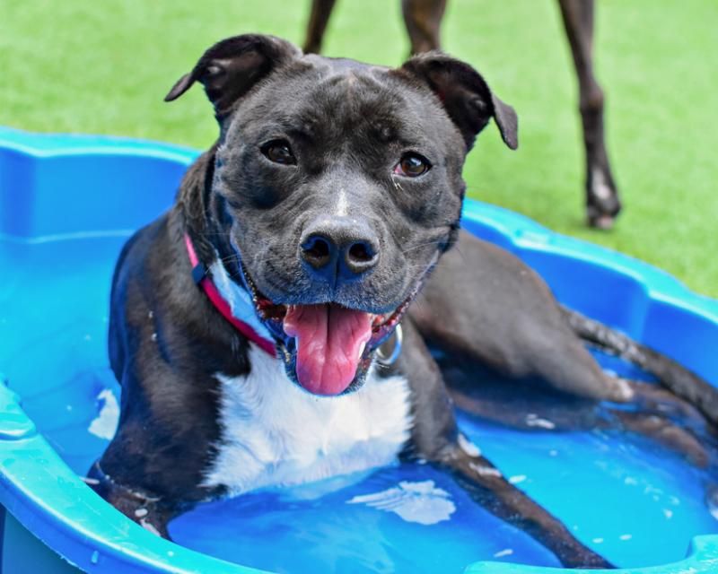 a dog in a baby pool