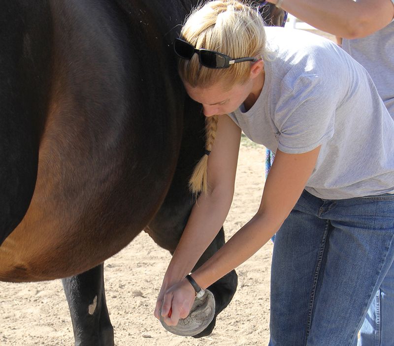a woman examines a horse's hoof